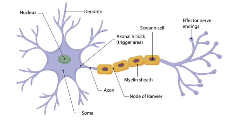 Nerve Cell / Neuron